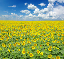 sunflower field