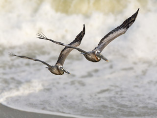 Never Leave Your Wingman - Pelicans