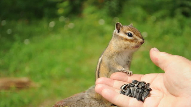 Задумчивый буркндук (chipmunk)