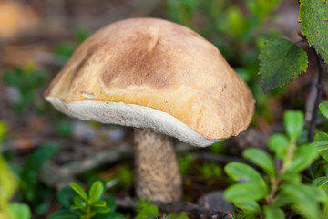 brown cap boletus