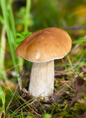 Boletus edulis