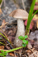 brown cap boletus