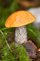 Leccinum