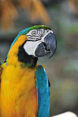 ルリコンゴウインコ