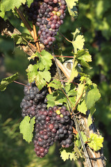 Weinberg Bad Cannstatt