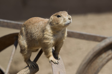 A Prarie Dog Looking at you