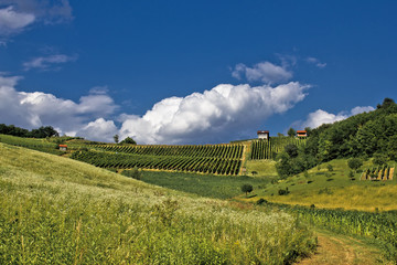 Fototapeta premium Springtime green idyllic hill with vineyard