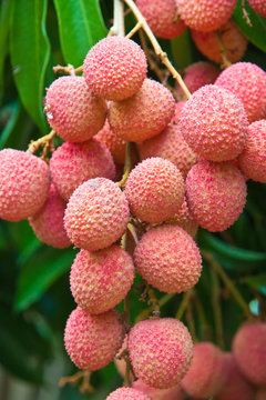 litchi