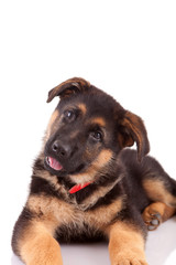 German Shepherd dog