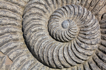 Snail Spiral