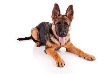 Obraz premium German Shepherd dog