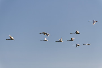 Flying swans.