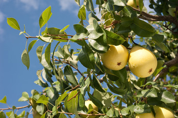 pears on tree