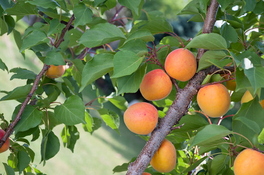 Ripe apricots on a green branch
