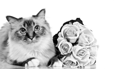 gros chat mâle Sacré de Birmanie en noir et blanc