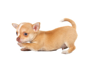 portrait of a cute purebred puppy chihuahua in front of white ba