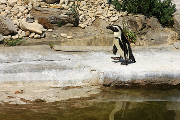Single African Penguin (Spheniscus Demersus) near a pool in a zo © AD