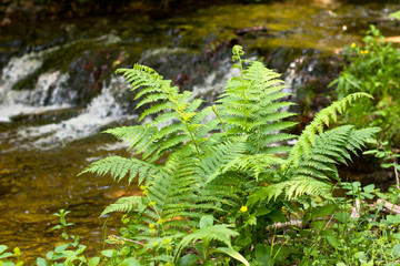 Green fern