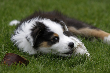 Obraz premium Australian Shepherd Welpe