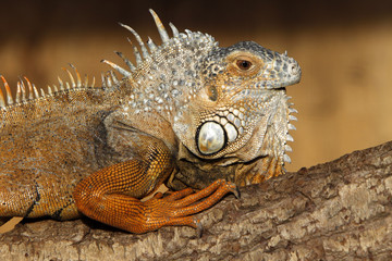 Grüner Leguan (braune Variante)