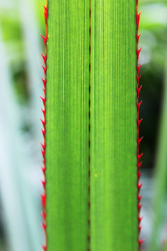close up of yucca leaf