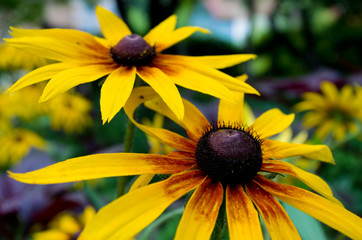 Flowers yellow