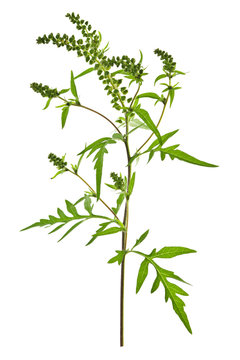 Ragweed Plant