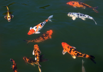 Fototapeta premium Flock of fish (Koi) in the pond.