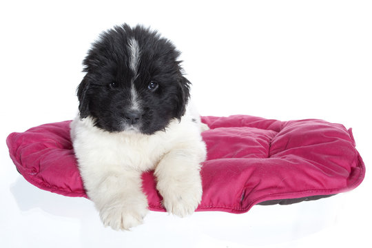 chiot terre neuve sur son coussin rose