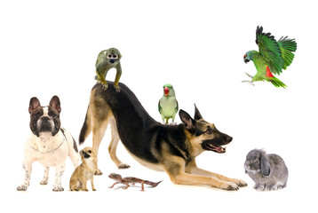 Group of pets, isolated on white