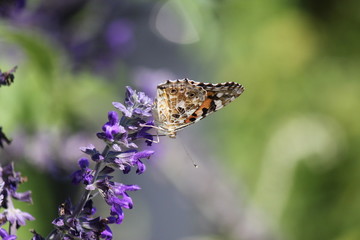ラベンダーと蝶