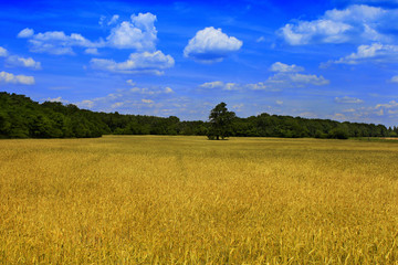 Feld