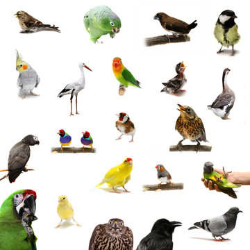 Group of birds on the white background