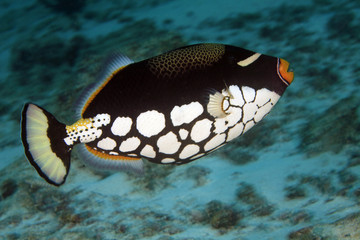 Leoparden Drückerfisch, Triggerfish