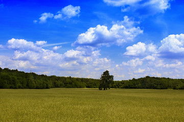 Feld