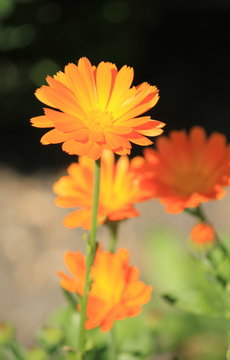 Calandula officinalis