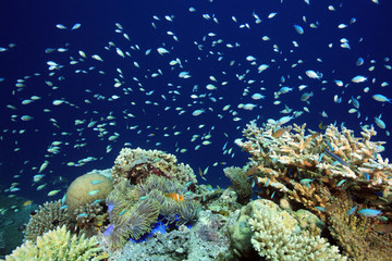 Fototapeta na wymiar Korallenriff, Coral Reef