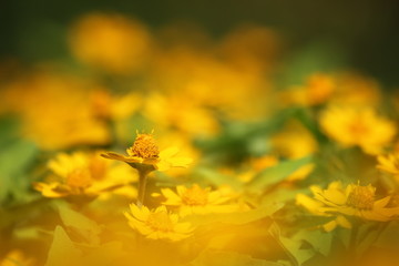 黄色いデイジー畑