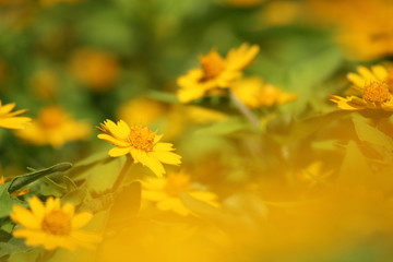 黄色いデイジー畑