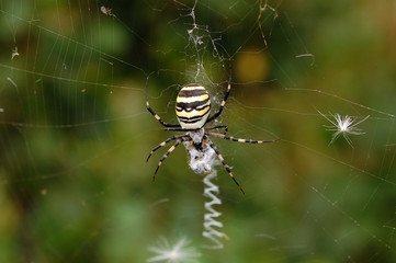Spider