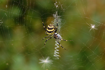 Spider