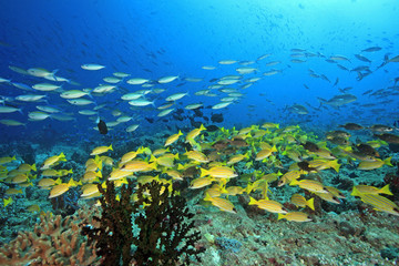 Fototapeta na wymiar Ryby raf koralowych