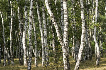 Fototapeta premium A birch grove