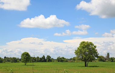 alone tree