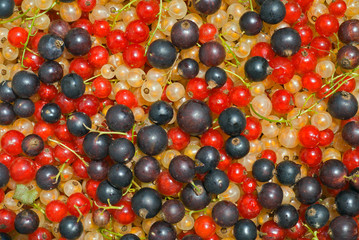 Multicolored currant 3