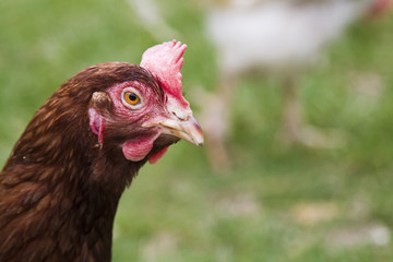 Huhn