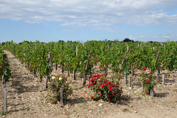 Fototapeta na wymiar Francja, winnic w Medoc