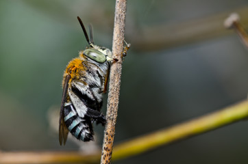 Amegilla zonata in green nature