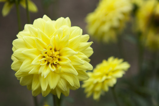 Dalia