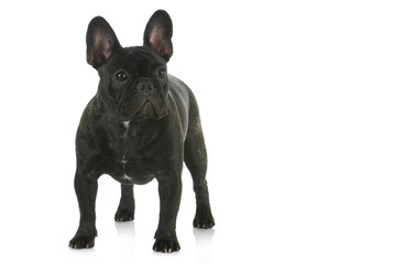 french bulldog standing